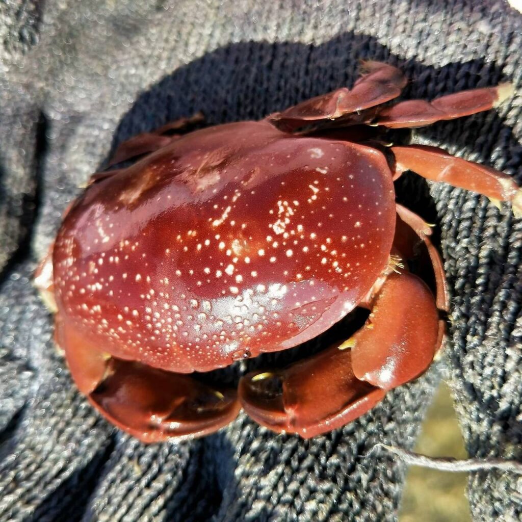 澎湖潮間帶活動