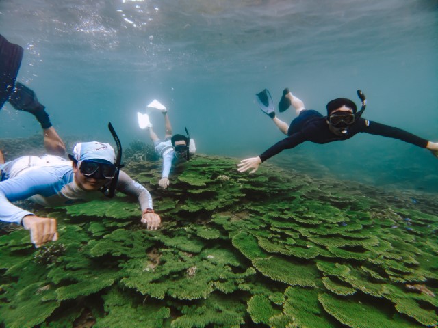 藍洞 薰衣草森林 東嶼坪 浮潛